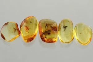 LOT of 5 Nice DIFFERENT Fossil Inclusion Genuine BALTIC AMBER 3.7g 250820-05 - Picture 1 of 6