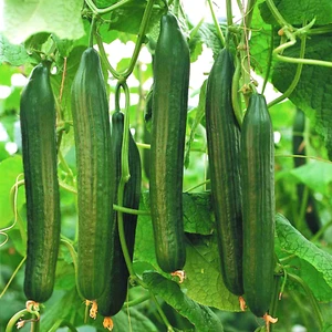 English Telegraph Burpless Cucumber Seeds | Heirloom Crisp Cucumbers Seed 2025 - Picture 1 of 12