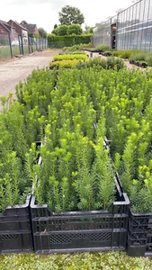 10 Taxus media Hicksii, weibliche Säulen-Eibe T9x9 beerenbildend, winterhart - Bild 1 von 3