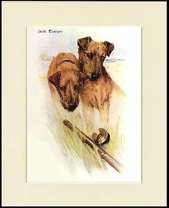 IRISH TERRIER TWO DOGS HEAD STUDY LOVELY DOG PRINT MOUNTED READY TO FRAME - Bild 1 von 1