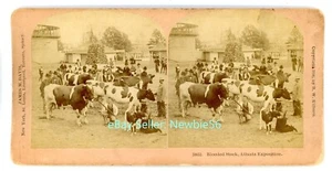 Atlanta Georgia GA - EXPOSICIÓN DE ESTADOS DE ALGODÓN VACA LECHERA - 1896 Kilburn Stereoview - Imagen 1 de 2