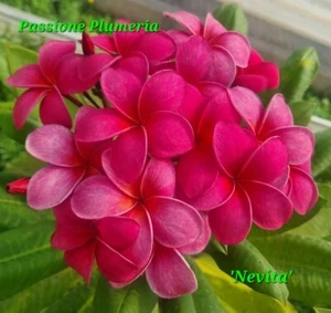 Talea di plumeria (Plumeria cutting) 45-50cm "Nevita" - Foto 1 di 1