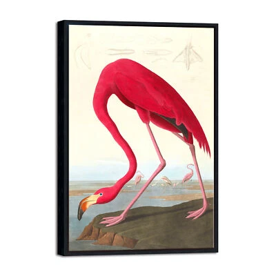 Black Framed Wall Art American flamingo by John James Audubon Reproduction Art - Image 1 of 4