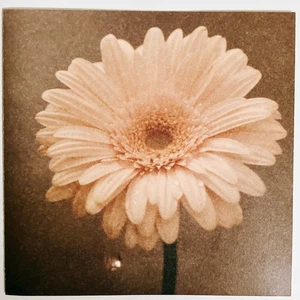 Yoko Kanno – Flowers Will Bloom JP CD - Picture 1 of 8