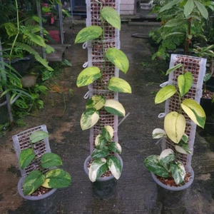 1Pc Plastic Moss Poles 30cm Plant Climbing Pole Support Plant Stake Climbing US - Picture 1 of 12