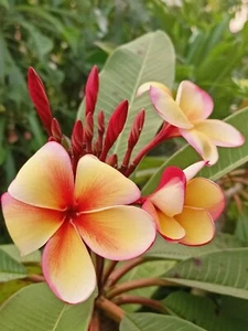 HAWAIIAN  PLUMERIA FRANGIPANI  PLANTS ship in 8 onzas pot to reduce stress - Picture 1 of 6