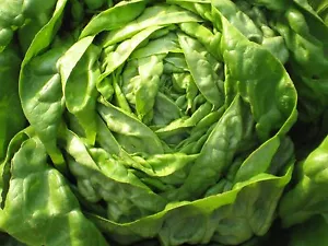 LETTUCE Buttercrunch 300 seeds ORGANIC - Picture 1 of 1