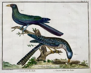 1760 Exotic Cuckoo, Martinet (b1725), Brisson, fine hand colour, ornithology - Picture 1 of 4