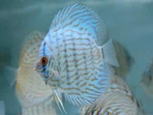 High Quality Blue Turquoise Discus 3.5in - Shipping Overnight - Picture 1 of 1