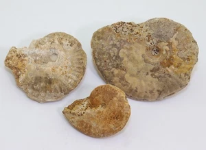 Ammonit, Strigoceras bessinum, Jura, Bajoc, Èvrecy, Calvados, Frankreich -m184 - Picture 1 of 8