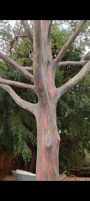 Semillas de árbol de eucalipto arco iris (10 vainas) ver fotos. Foto 1 de 4