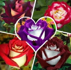 100pcs/Pack Multi-Color Rose Seeds, Double Petal Rose - Picture 1 of 6