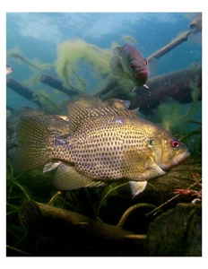 "Rock Bass Fish - Impresión fotográfica 8x10 en 8,5"" x 11" - Imagen 1 de 1