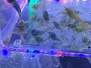 22 Blue Bolt Shrimp Caridina Taiwan Bee Mix Grades FREE SHIPPING - Picture 1 of 8