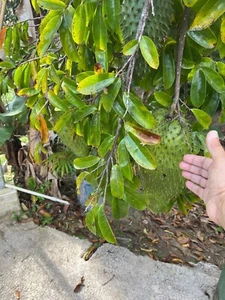 Soursop, Guanabana, Annona Muricata, Organic, 20 Seeds From Puerto Rico ๐ต๐ท US - Picture 1 of 4