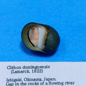 Clithon dominguensis 17mm Nerites Nerita Snail Fresh water Sea shells - Picture 1 of 2