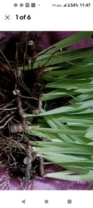 6x MIXED VARIETIES/COLORS BEARDED IRIS Bulbs/Rhizomes FRESH~FREE SHIPPING~ - Picture 1 of 17