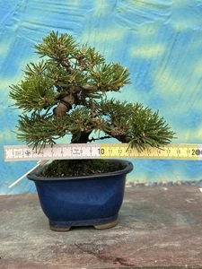 Joe Bonsai pino negro SHOHIN Pinus thunbergii KOTOBUKI cuenco pino pinus - Imagen 1 de 10
