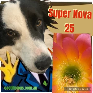 Cactus      Super Nova Hybrids.    200+  Seeds.      2025.   Cacti Seeds - Picture 1 of 1