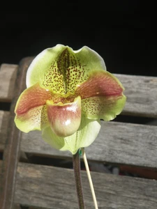 Paphiopedilum orchid Nerida Grande AM/AOC division advanced standard hybrid - Picture 1 of 2