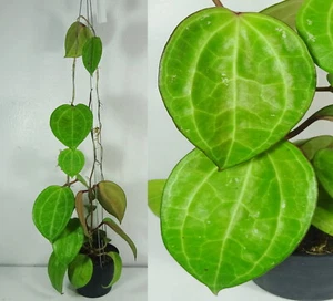 Hoya Sarawak, 15 Inches Healthy Mature Plant, RARE, Houseplant - Picture 1 of 5