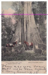 AUSTRALIAN PIONEER LIFE Kerry Series vintage pc  PU 1906  'GIANT FIG TREE' - Bild 1 von 2