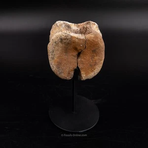 Edmontosaurus Vetrebra - Wyoming 3319 - Imagen 1 de 6