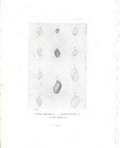 SHELLS; 12 examples 1850's  original engraving - Imagen 1 de 1
