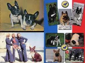 FRENCH BULLDOG DOG POSTCARDS x 4 Colour Photographic Illustrations - Foto 1 di 2