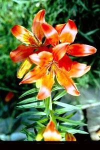 Original Slide Lot Flowers Gardens Blooming Trees Minnesota Mid west Roses Lilly - Picture 1 of 4