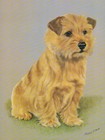 Print of a Norfolk Terrier by Michael O