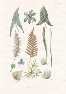 Vegetables Leaves Botany Steel Engraving Guerin-Meneville 1839 - Picture 1 of 1