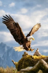 Mountain Eagle II by Buck Rawlins Western Wildlife Art Print + Free Shipping - Picture 1 of 3