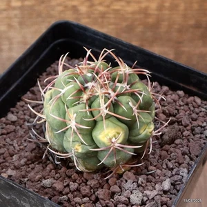 D5300 THELOCACTUS HEXAEDROPHORUS ABIGARRADO maceta 12-H6-W7 cm MaMa Cactus - Imagen 1 de 4