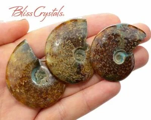 1 MedLrg Sutured AMMONITE Fossil Chambered Nautilus Whole Shell #SA04 - Picture 1 of 1