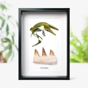 Gerahmt 80-100 mm Mosasaurus Kiefer Fossil & Aquarell Illustration Dinosaurier - Bild 1 von 4