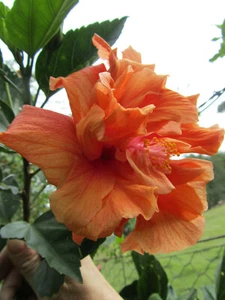 6 x Hibiscus rosa-sinensis 'DJ O'brien' double orange plant CUTTINGS 12cm - Picture 1 of 8