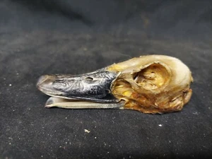 Duck head,weird, oddity,nature, mummified,Curio,freak,odd,dried,muscovy, bird - Picture 1 of 4