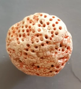 18.38 grams ORGAN PIPE CORAL (opc2) - Picture 1 of 6