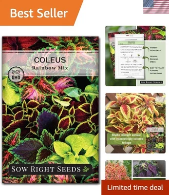 800 Coleus 彩虹混合种子 - 美丽的非转基因传家宝用于家庭花园 — 第 1/4 张图片
