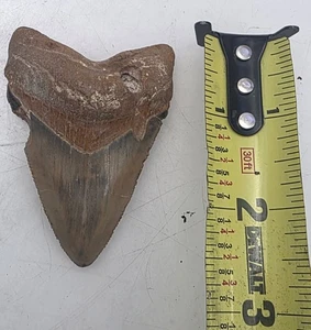 MEGALODON HAIZAHN GROSSES FOSSIL RIESIGES ECHTES RELIKT ZÄHNE RIESIGES MEG - Bild 1 von 4