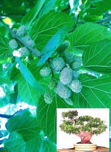 Winterharter Weisser Maulbeerbaum ✿ Obst für den Garten / Obstbaum ✿ Saatgut ✿ - Bild 1 von 1