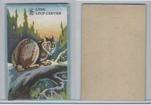 V2 Cowan, Animal Cards, 1920's, (Trimmed) #16 Lynx - Picture 1 of 1