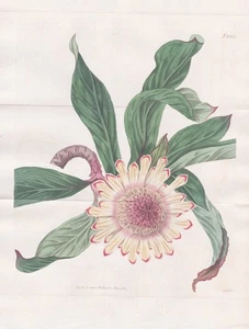 Protea acaulis botany Botanik flower Blume engraving Kupferstich Curtis 2065 - Bild 1 von 1