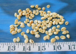 ~ Conchiglie di Nerite ~ 100+ giallo oro lucido ~ conchiglie ~ San Valentino marinaio ~ - Foto 1 di 4