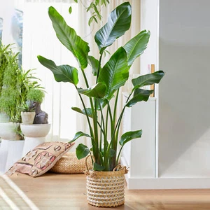Strelitzia Nicolai Large Indoor House Plant Real Evergreen Tall Exotic Plants - Picture 1 of 27