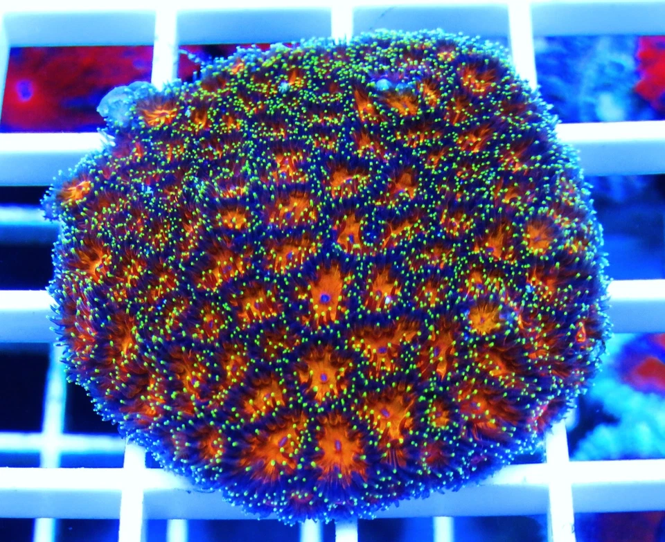 wysiwyg ECR Ultra calabaza especia leptastrea colonia coral vivo Foto 1 de 1