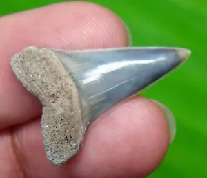MAKO SHARK TOOTH - REAL FOSSIL - LEE CREEK AURORA NC - SHARK TEETH - NATURAL - Picture 1 of 4