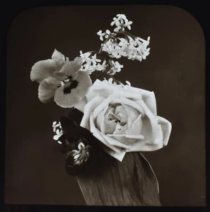 Photo ROSE AND PANSIES FLOWERS C1890 ANTIQUE Magic Lantern Slide FLOWER STUDY - Picture 1 of 5