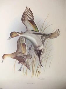 Signed Numbered Print "Dropping In - Pintails"  By Steve Dillard 256/850 - Picture 1 of 10